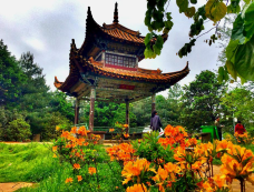 金殿公园赏花-昆明-C-IMAGE