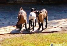 Tierpark Eilenburg景点图片