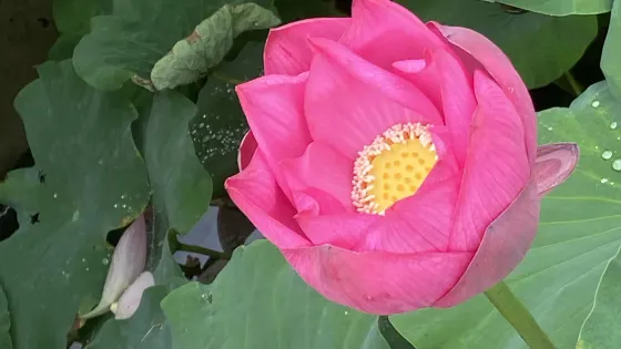皇木廠村