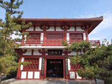 庄子祠-蒙城-大松树叶子