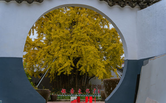 宜兴一棵多灾多难的古银杏,却活成了树坚强