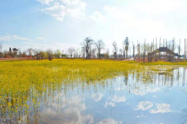 斗南湿地公园旅行图片 4