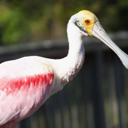 布里斯班+可伦宾野生动物保护园+华纳兄弟电影世界+经典一日游