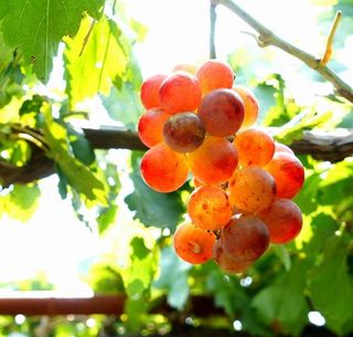 昌黎葡萄沟农家院哪家好吃--昌黎葡萄沟小胖庄园