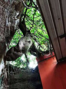 五凤山森林公园-简阳-cdgole