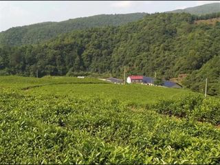 安徽皖南川藏线九峰茶谷山庄民宿，几百亩茶园，采茶女手把手教你