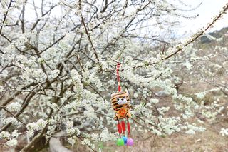 广州花从化吕田桂峰村李花开了