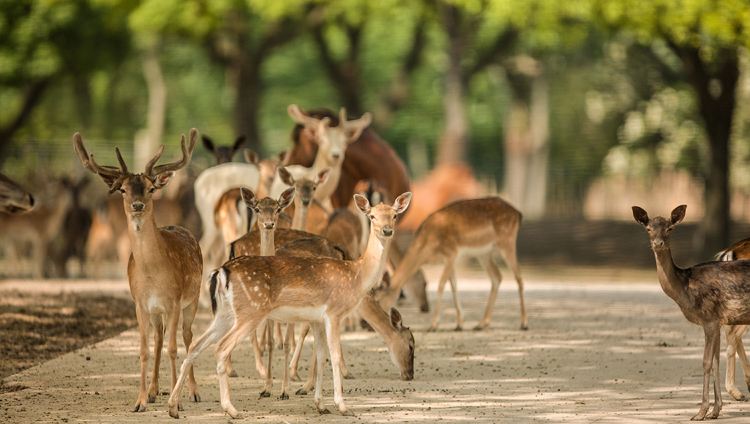 上海野生動物園