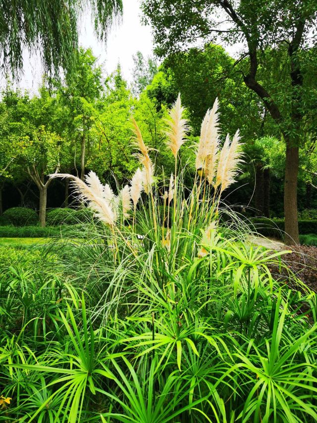 金桥公园旅行图片 3