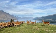 鹿苑高原-皇后镇