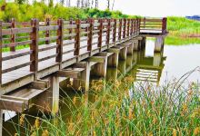 吴淞炮台湾湿地森林公园景点图片