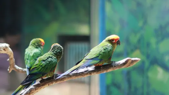 長沙生態動物園-鸚鵡長廊
