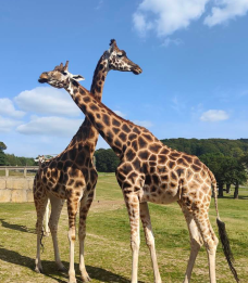 郎利特野生动物园-沃明斯特