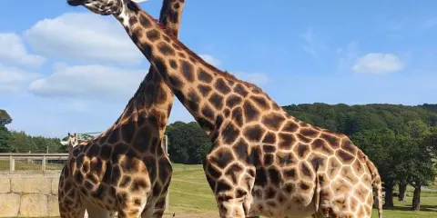 郎利特野生動物園