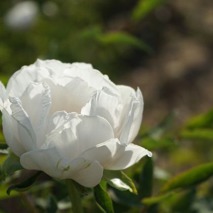 河南郑州+云台山风景名胜区+万仙山景区+郭亮挂壁公路+白马寺+龙门石窟5日4晚跟团游