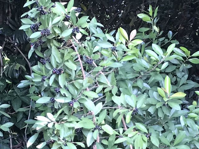 西双版纳南药园旅行图片 12