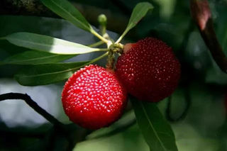 东平美食——端午时节杨梅红