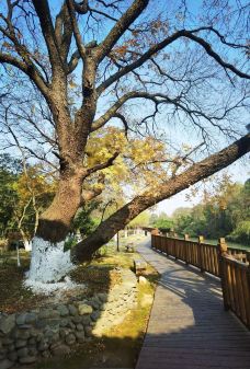 八大山人梅湖景区-南昌-旧爱鱼香肉丝