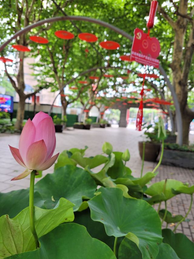 杨浦公园旅行图片 3