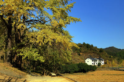 Ginkgo