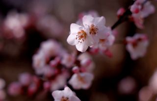 怎么也飞不出，阿坝州的花花世界~