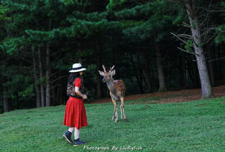 哈尔滨、伊春、五大连池|东北东北，偷夏哈伊池