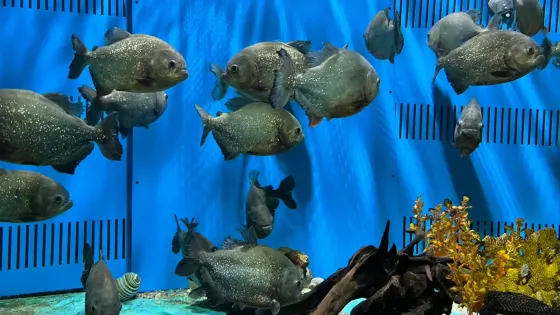 堯廟海洋館