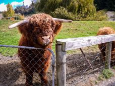 瓦尔特峰高原农场-皇后镇