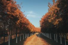 滨湖国家森林公园-合肥