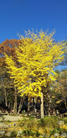 水杉大道-春川市-貓貓達