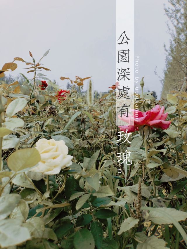 奥北森林公园二期北区旅行图片 1