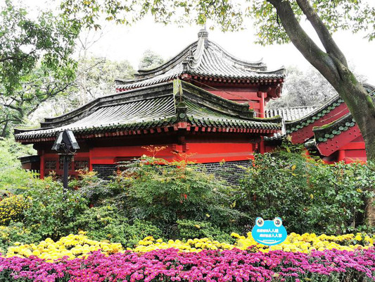 鹅岭公园——它又带着7万珠菊花走来了