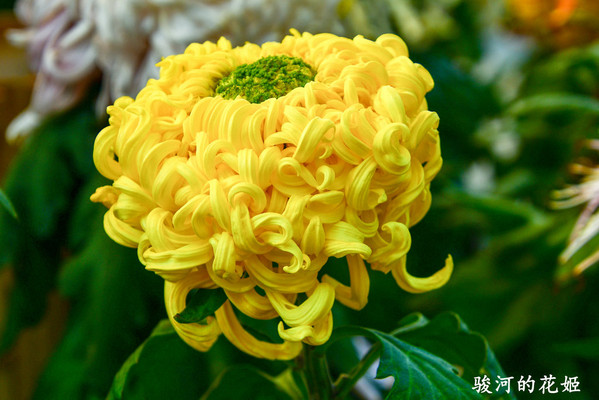 共青菊展——藏在菊花名字里的“秘密”