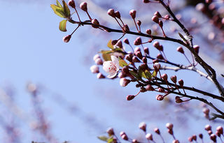 莫负春光好:藏在西安的后花园,商州江山美如画
