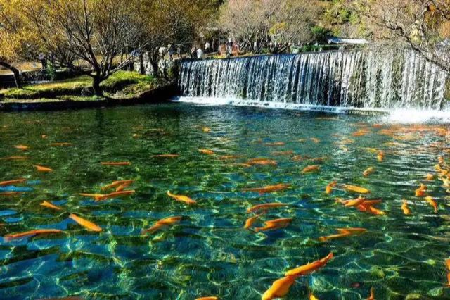 丽江玉水寨风景区旅行图片 7