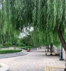 孟村饶安公园-孟村-C-IMAGE