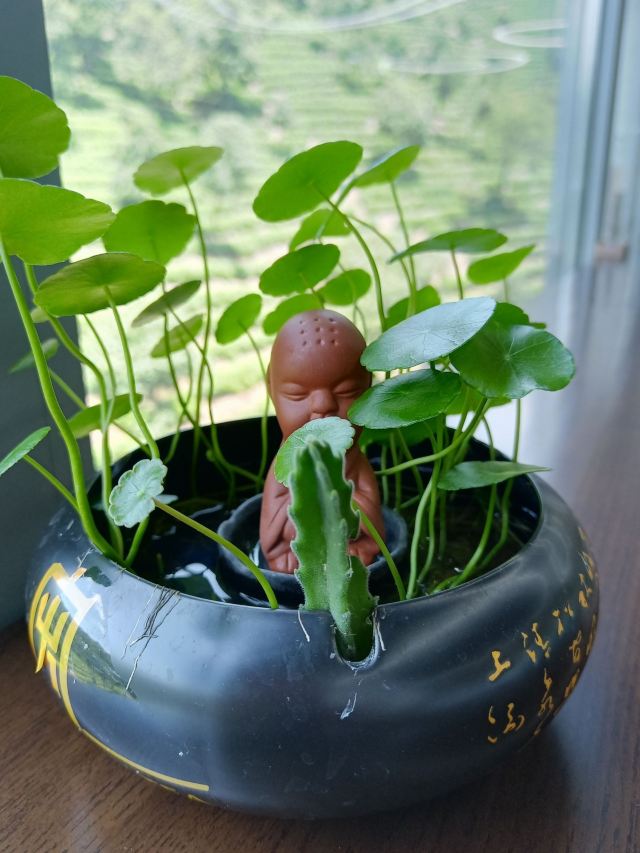 宋茗茶博园旅行图片 1