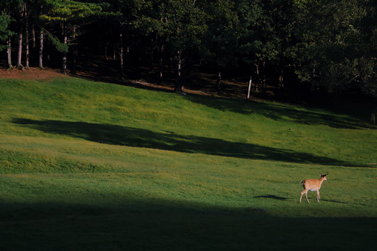 哈尔滨|伊春|五大连池：黑龙江绿野仙踪秘境清凉之旅