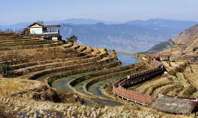 新山梯田旅行图片 3