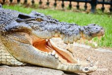 死水潭考拉和野生动物公园-Sancrox