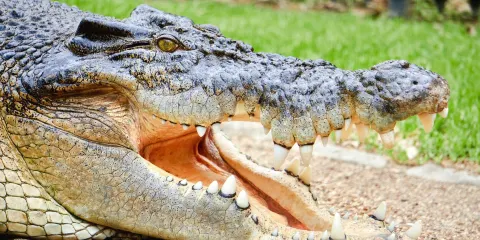 死水潭考拉和野生動物公園