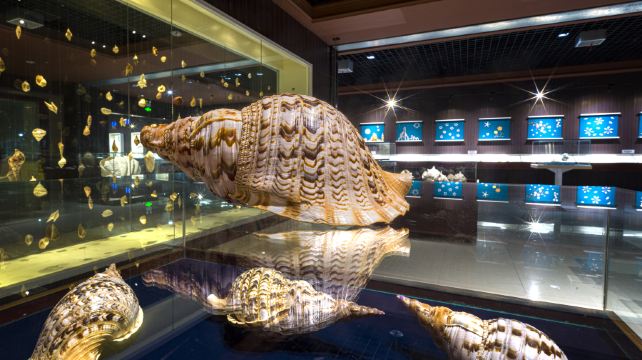 青岛贝壳博物馆