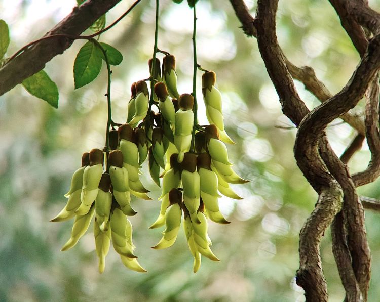 天鹿湖森林公园景点图片 7
