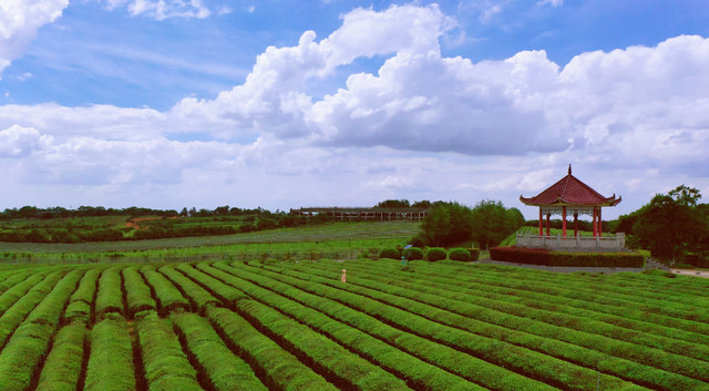 夏日,茶海