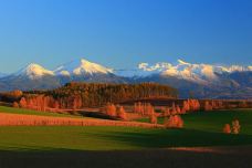 美瑛町-翱翔的大鲨鱼