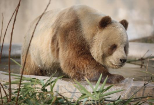 秦岭四宝科学公园+【驼铃传奇】秀一日游*体验神秘的舞台秀【带你穿越大漠风沙的豪迈与苍茫，倾听丝绸之路上悠远驼铃的清脆与神秘，见证荣耀大唐，聆听华夏千年回响。】