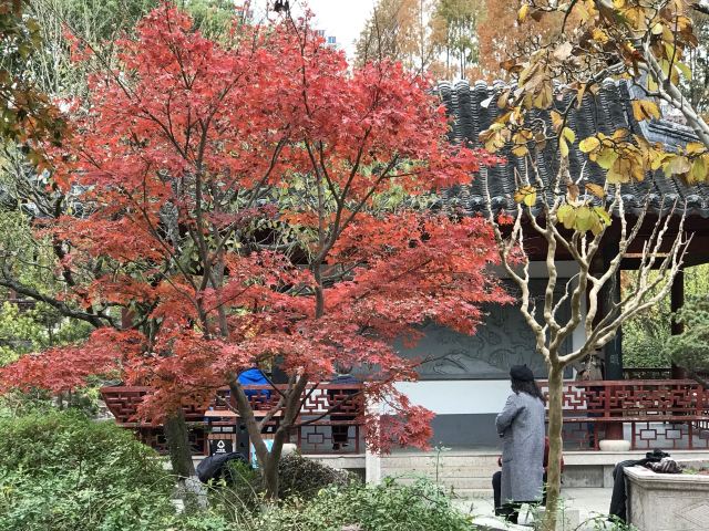 莘庄公园旅行图片 4
