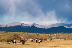 亚利桑那州游记图片] 亚利桑那州的观光牧场