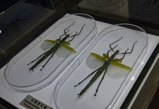 上海昆虫博物馆馆藏精彩照片(二)