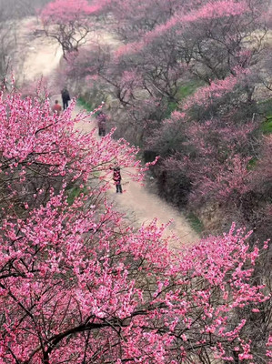 春节出行线路,踏雪寻梅、户外风景一日游